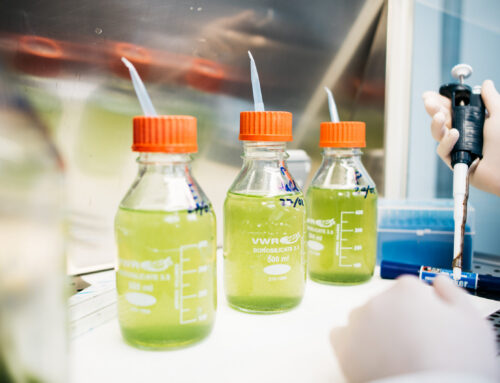 Neoalgae obtiene la concesión de una patente en Estados Unidos para su proceso avanzado de obtención y aplicación de ingredientes derivados de microalgas